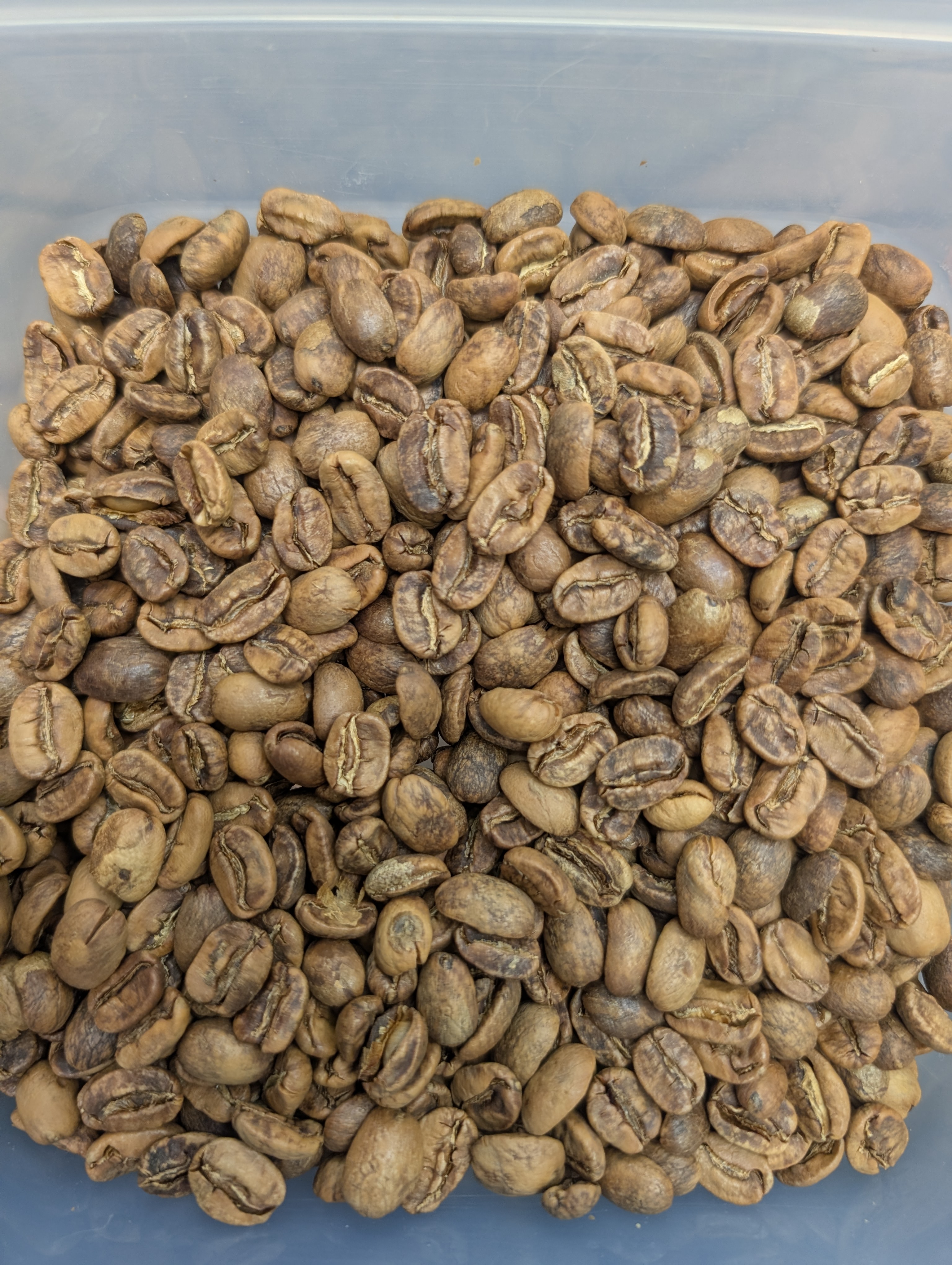 Cooled, roasted beans for 006 — Nicaragua Buenos Aires Maracaturra
